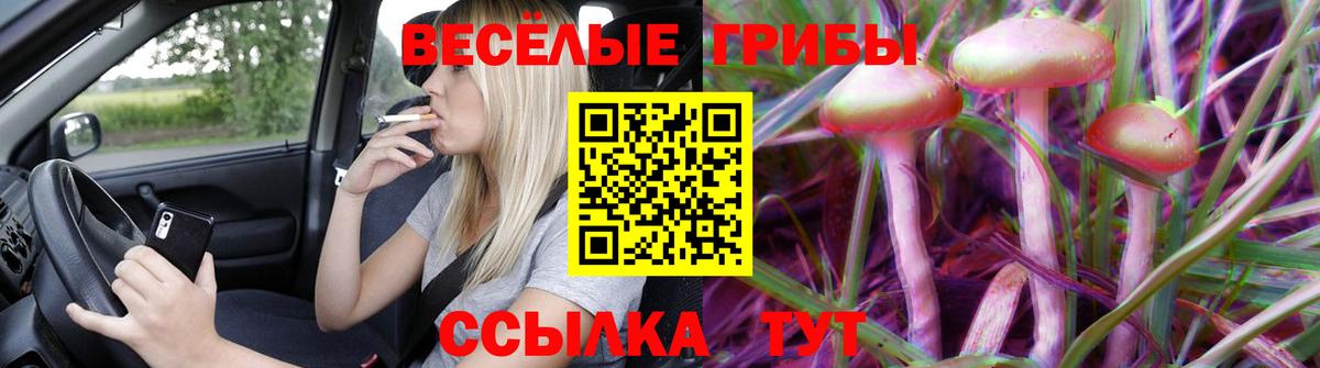 Псилоцибиновые грибы Psilocybine cubensis  Белово  Псилоцибиновые грибы Cubensis 